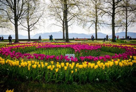 Tulpenfest Morges Waadt Genfersee 